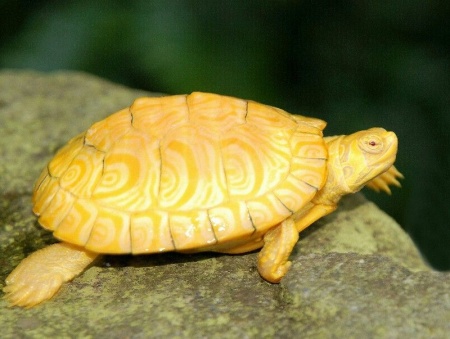 Черепаха Красноухая альбинос (лат. Trachemys scripta)