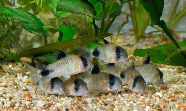 Коридорас Панда (Corydoras panda)  сом  2,2-2,5 см 