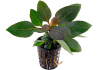 Гигрофила лимонник "Компакт" (Hygrophila corymbosa "Compact")