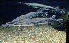 Щука Длинорылый Панцирник  (Lepisosteus osseus) 8-11 см
