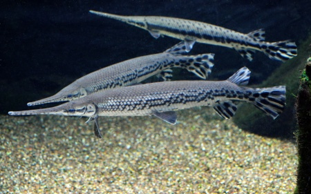 Щука Длинорылый Панцирник  (Lepisosteus osseus) 8-11 см
