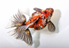 Риукин ситцевый с широким хвостом (Goldfish Ryukin calico broad tail)