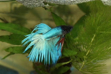 Петушок Коронохвостый зеленый самец (Betta-splendens-crown-tail-green)