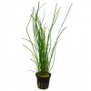 Валлиснерия карликовая (vallisneria nana)