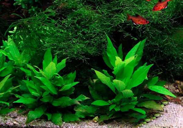 Гигрофила лимонник "Компакт" (Hygrophila corymbosa "Compact")