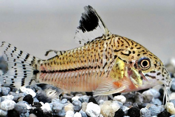 Коридорас Джули (Corydoras trilineatus/Julii) сом