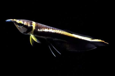 Арована Черная (Osteoglossum ferreirai) 10-12 см
