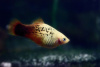 Пецилия красно белая ситцевая (Xiphophorus maculatus white & red calico Platy)