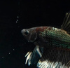 Петушок Халф Мун черный дракон бабочка самец (Betta splendens Halfmoon black dragon Butterfly)