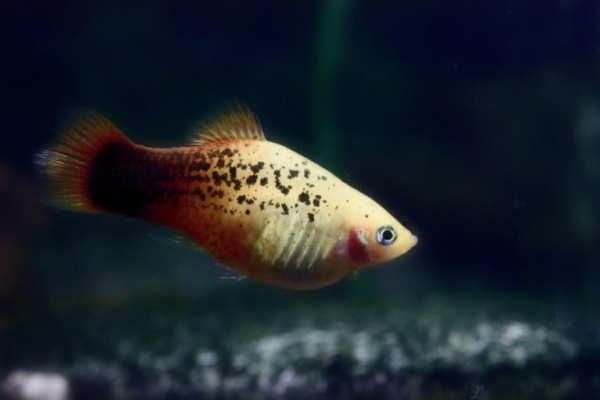 Пецилия красно белая ситцевая (Xiphophorus maculatus white & red calico Platy)