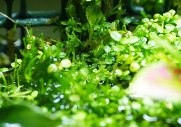 Хемиантус Куба каллитрихоидес (Hemianthus callitrichoides Cuba)