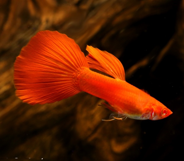 Гуппи полностью красный альбинос (Guppy Full Red albino)