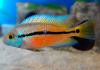 Цихлида Никарагуанская цихлазома ( Hypsophrys nicaraguense) 3,5-4 см