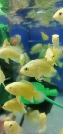 Цихлида Астронотус Лимонный  5 см  (astronotus-ocellatus Ellow)