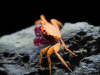 Краб Тиоманикум  Неон Диско  (Geosesarma tiomanicum sp. Neon) САМКА