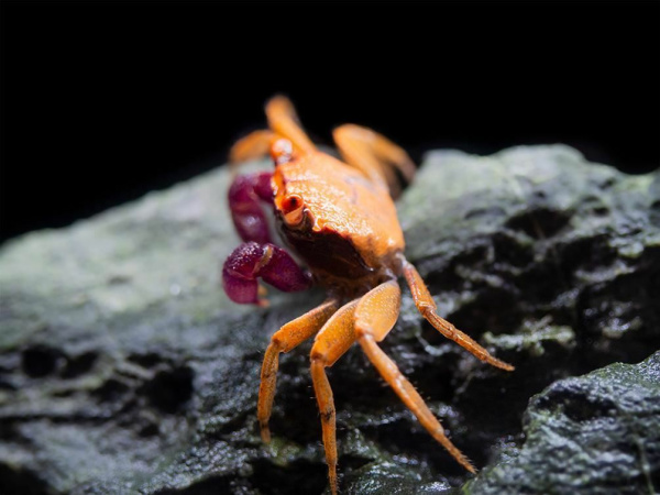 Краб Тиоманикум  Неон Диско  (Geosesarma tiomanicum sp. Neon) САМКА