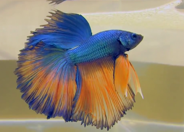 Петушок Супер Дельта пурпурно оранжевый самец (Betta male Super Delta Purple-Orange)