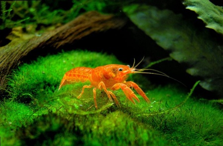Рак мексиканский карликовый оранжевый (Cambarellus patzcuarensis) 1,2-1,8 см