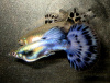 Гуппи халфмун дамбо (Guppy Half Moon dambo) самка