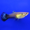 Гуппи самка обыкновенная  (Poecilia reticulata )