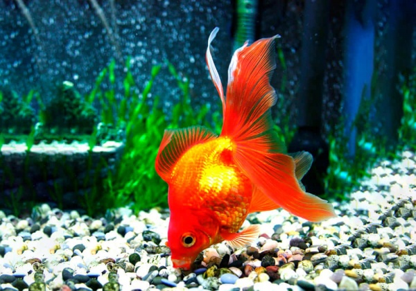 Риукин красный вуалехвостый  (Goldfish Ryukin red veiltail)