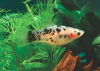Пецилия долматинец  (Xiphophorus maculatus Dalmatian Platy)