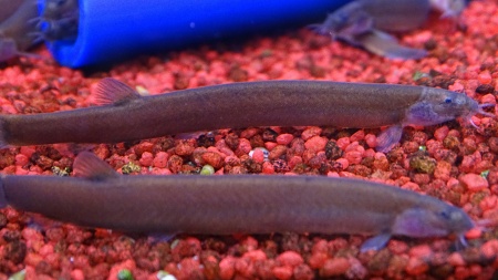 Акантофтальмус Блэк Яванский (Acanthophthalmus Pangio oblonga ) P.javanicus)