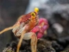Краб Вампир Орхидея  (Geosesarma sp.) Orchid Vampire Crab