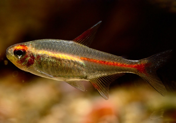 Тетра светлячок Эритрозонус (Hemigrammus Erythrosonus)