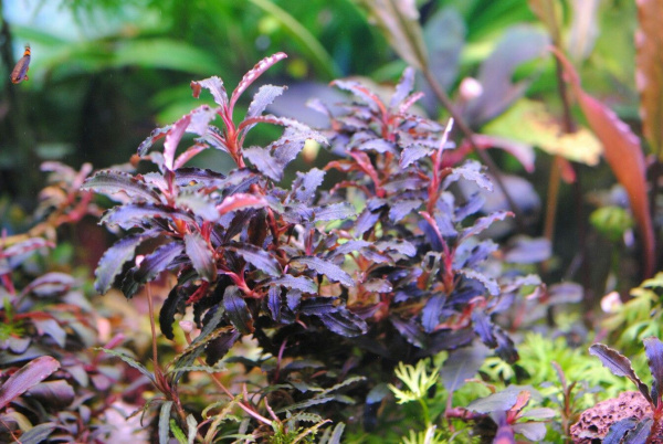 Буцефаландра Кедаганг (Bucephalandra sp. Kedagang) 1 ветка
