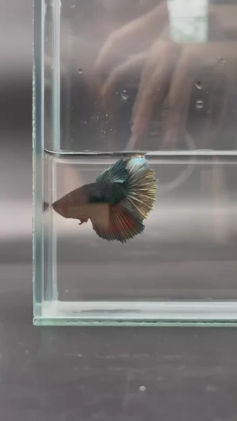 Петушок Халф Мун Самка (курочка) Черный Метал (Betta splendens halfmoon FEMALE)