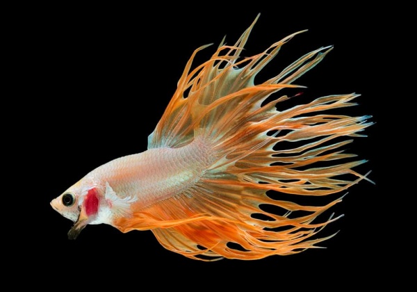 Петушок Коронохвостый золотой самец (Betta-splendens-crown-tail-gold)
