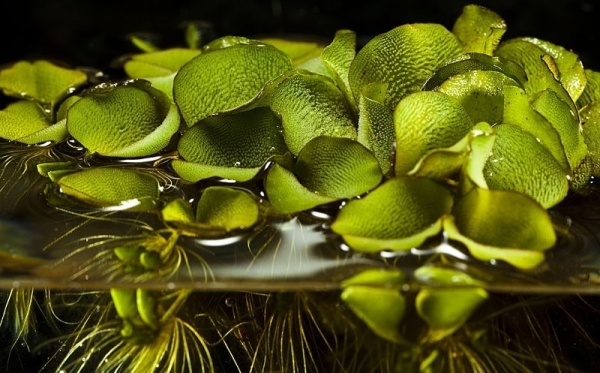 Сальвиния Плавающая  (Salvinia)