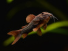 Коридорас Венесуэла Блэк (Corydoras Aeneus Black) сом