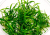 Криптокорина парва или Криптокорина карликовая (Cryptocoryne parva)