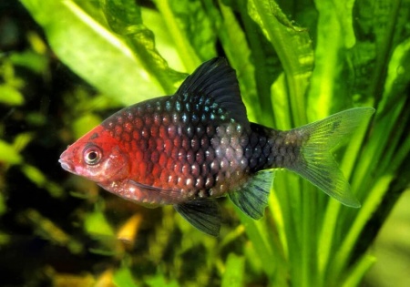 Барбус черный (Barbus nigrofasciatus)