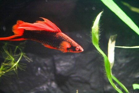 Меченосец Геллера черный Красноплавничный (Xiphophorus helleri Black)