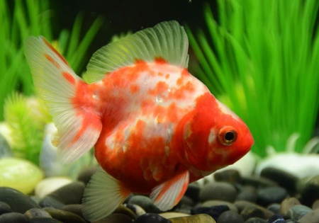Риукин сакура короткохвостый (Goldfish Ryukin Sakura short tail)