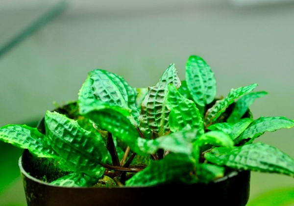 Криптокорина родственная аффинис (Cryptocoryne affinis)