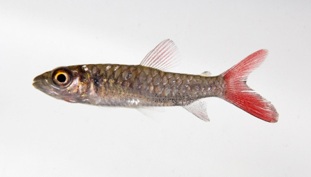 Тетра Хальцеус Краснохвостый (Chalceus macrolepidotus)