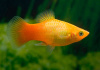 Пецилия золотая (Xiphophorus maculatus golden Platy)