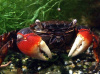 Краб Красный Паук (Neosarmatium smithi Red Spider Crab)