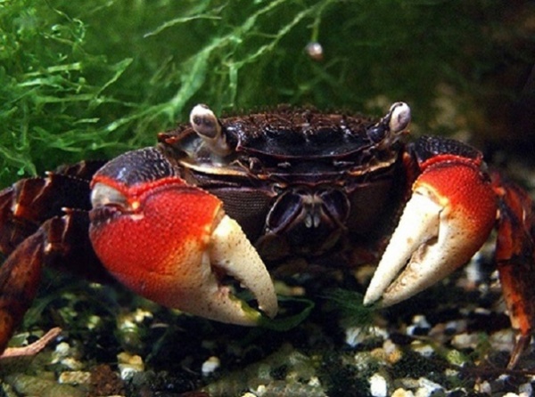 Краб Красный Паук (Neosarmatium smithi Red Spider Crab)