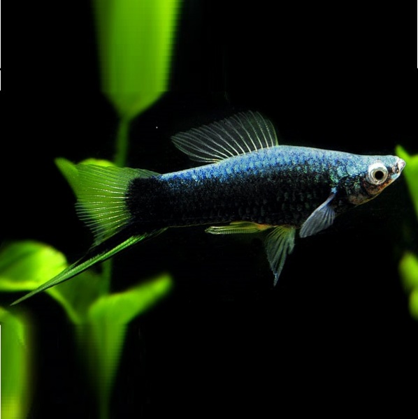 Меченосец Геллера черный (Xiphophorus helleri Black)