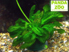 Echinodorus parviflorus Tropiсa- Эхинодорус парвифлорус Тропика E015