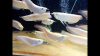 Арована Южноамериканская альбинос (Osteoglossum bicirrhosum albino) 10-12см