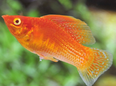 Моллинезия оранжевая парусный (Poecilia velifera orange Molly sailfin)