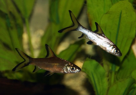 Акулий Балу (Balantiocheilus melanopterus)