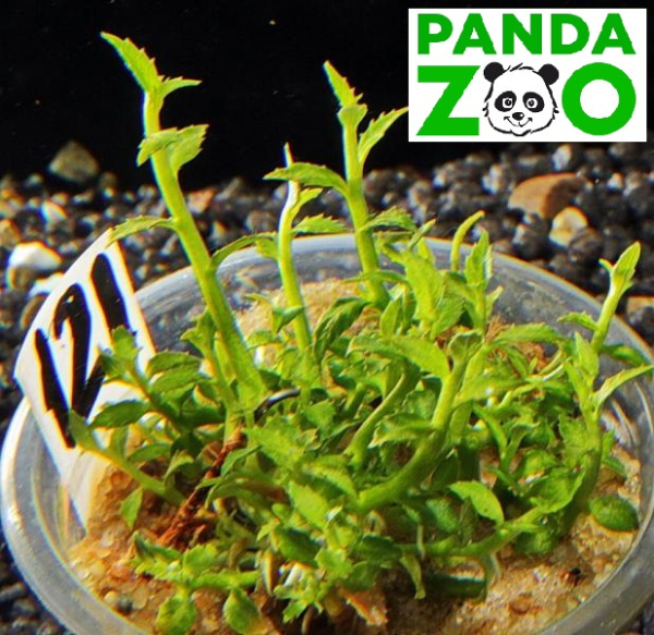 Ammannia sp. Towuti- Амманния товути  L121
