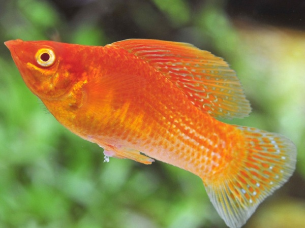 Моллинезия оранжевая парусный (Poecilia velifera orange Molly sailfin)